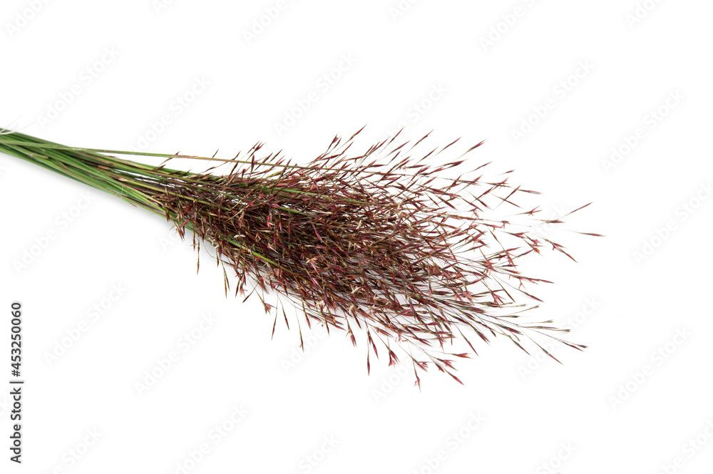 Obraz premium Gold beard grass isolated on white background.Chrysopogon aciculatus