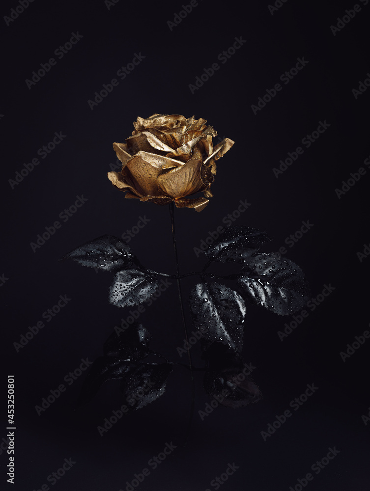 Beautiful golden rose flower with black leaves isolated on a dark black  background. Creative Halloween or mystery concept. Elegant love and passion  floral idea. Stock Photo | Adobe Stock