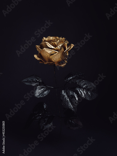 Beautiful golden rose flower with black leaves isolated on a dark black background. Creative Halloween or mystery concept. Elegant love and passion floral idea.