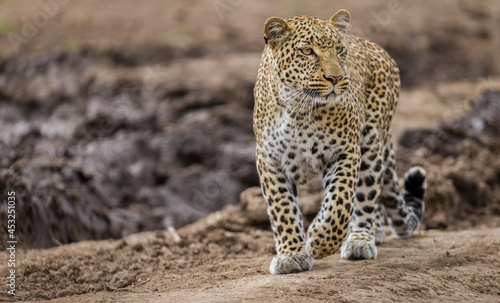 Canvas Print Leopard in Masai Mara, Kenya