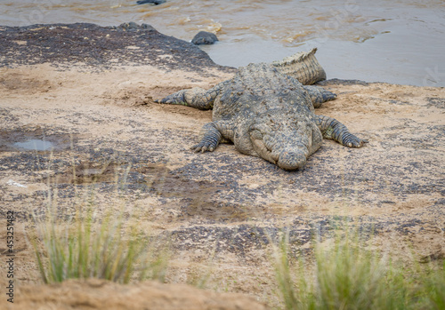 Crocodiles by the Mara River in Masai Mara, Kenya