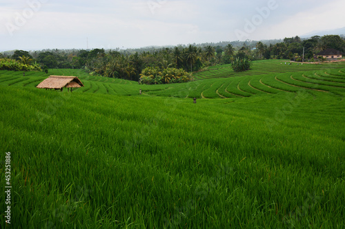 Green rice fields in Soka Village, Tabanan Regency, Bali Province, Indonesia