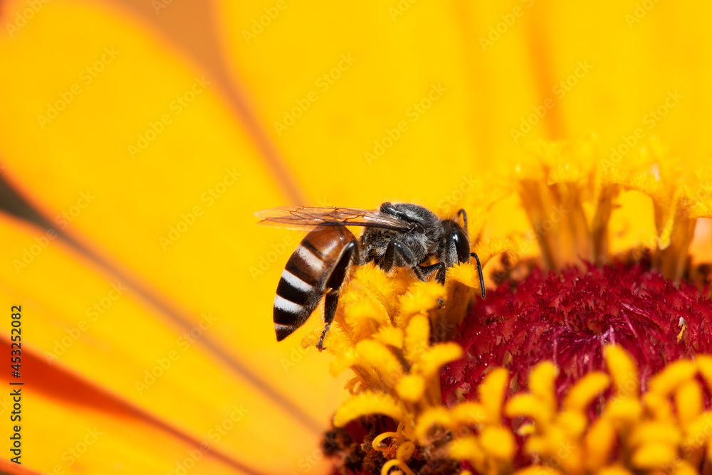 Close-up and selective focus bee image ,Little bee looking for nectar on yellow flowers. Close-up and selective focus bee image ,Little bee looking for nectar on yellow flowers.
