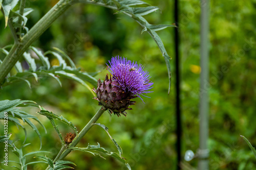 Closeup shot of a cardoon growing in a garden surrounded by plants