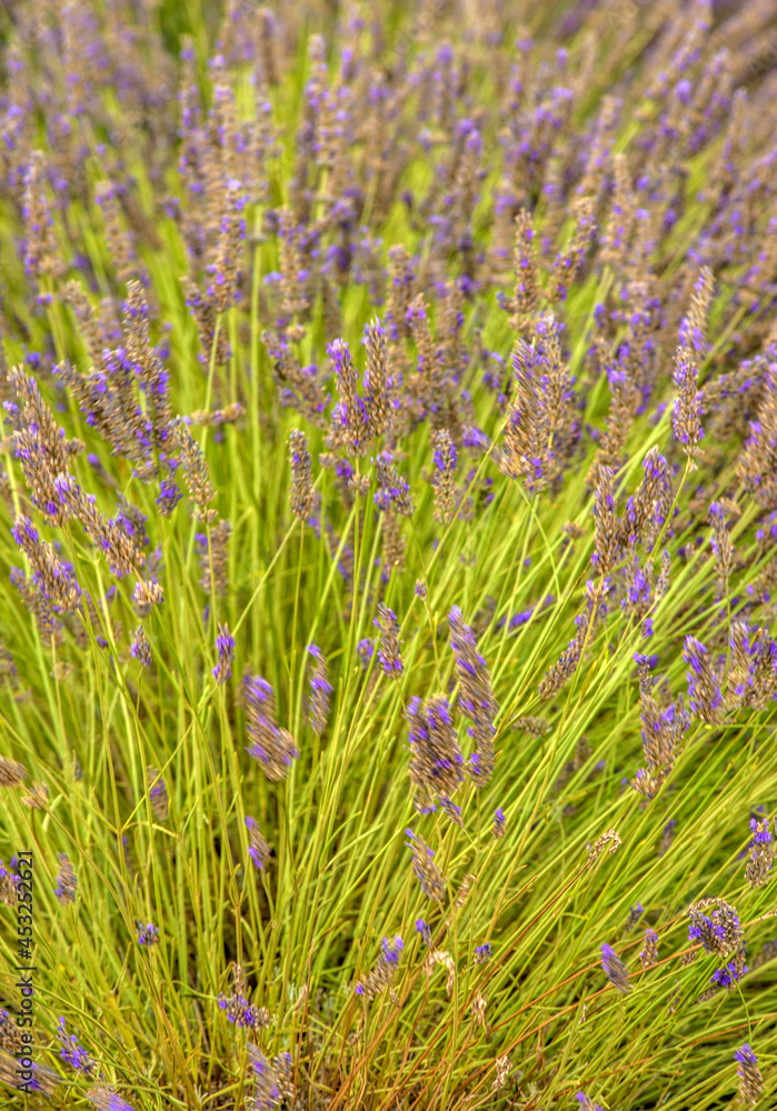 Lavande cultivée à Valensole, Alpes-de-Haute-Provence, France Lavande cultivée à Valensole, Alpes-de-Haute-Provence, France