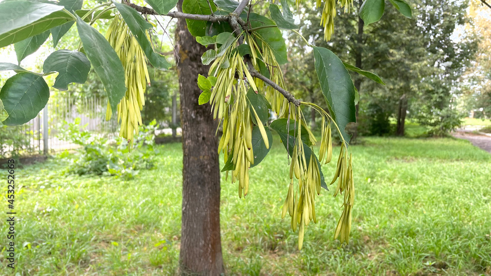 Fototapeta premium tree in the garden