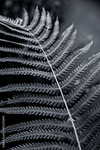 Fern leaf in black and white photo