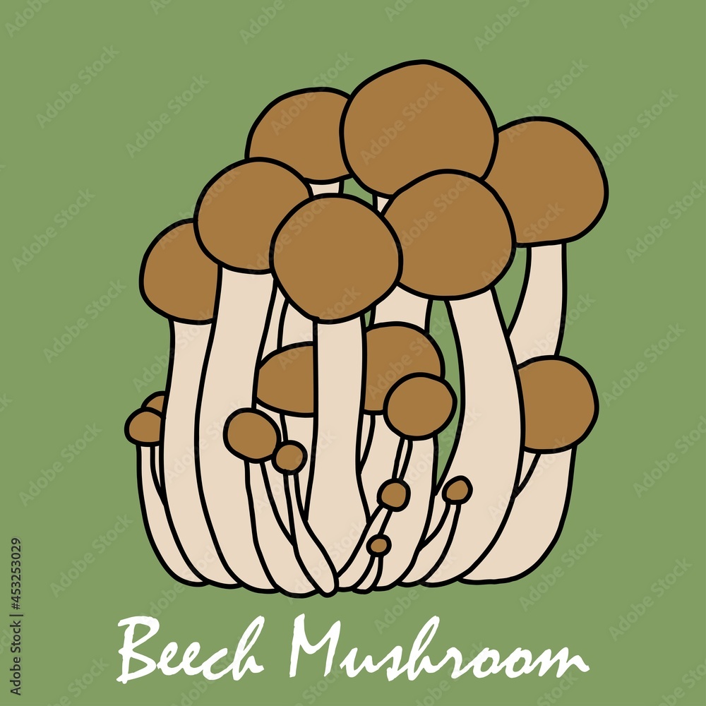 Doodle freehand sketch drawing of beech mushroom vegetable. Doodle freehand sketch drawing of beech mushroom vegetable.