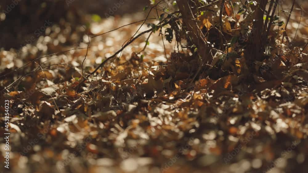 In the ate autumn or winter forest, fallen leaves are vibrant in the wind and shimmer illuminated by soft sunlight (2) In the ate autumn or winter forest, fallen leaves are vibrant in the wind and shimmer illuminated by soft sunlight (2)