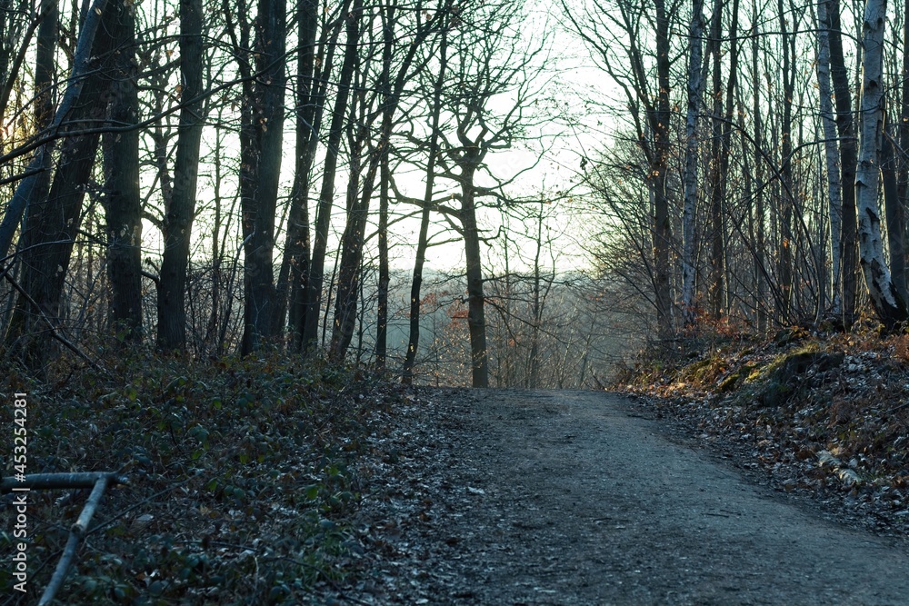 Fototapeta premium trees in the forest