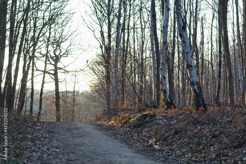 trees in the forest