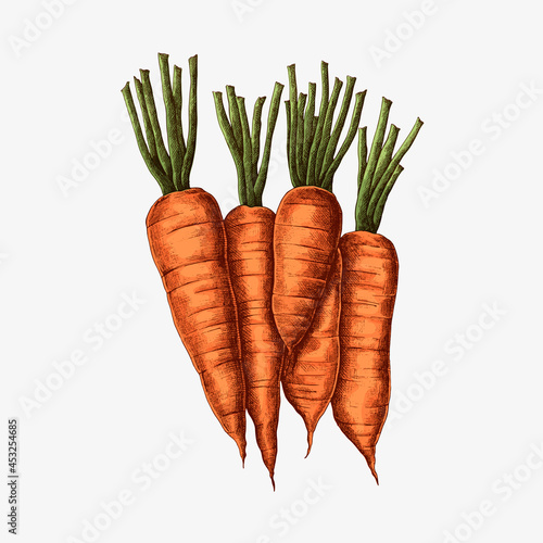 Fresh organic carrots drawing vector