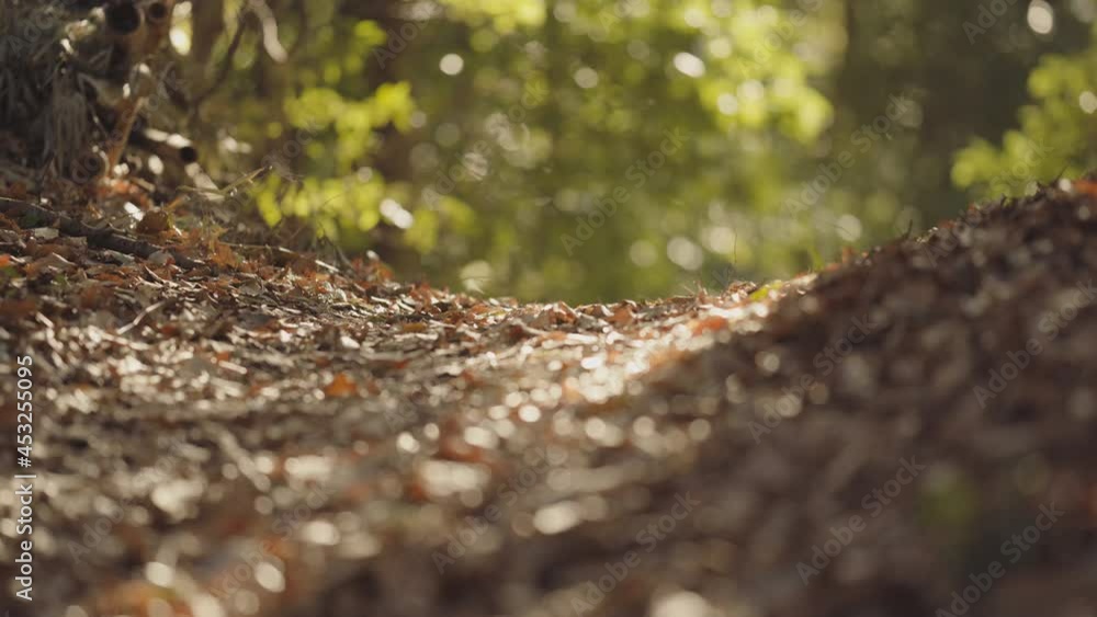 In spring, enjoy outdoor recreation and relaxation as you stroll through the forest where fresh leaves shine yellowish green (11) In spring, enjoy outdoor recreation and relaxation as you stroll through the forest where fresh leaves shine yellowish green (11)
