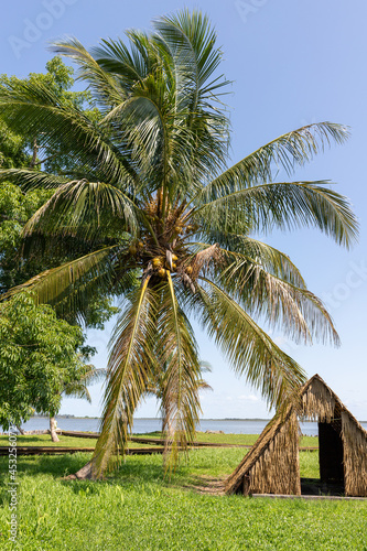 Indian village Guam. Palm tree and palm leaf hut