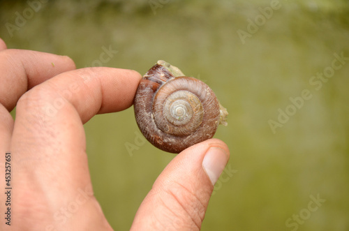 closeup the small brown color snail hold hand over out of focus grey brown background.