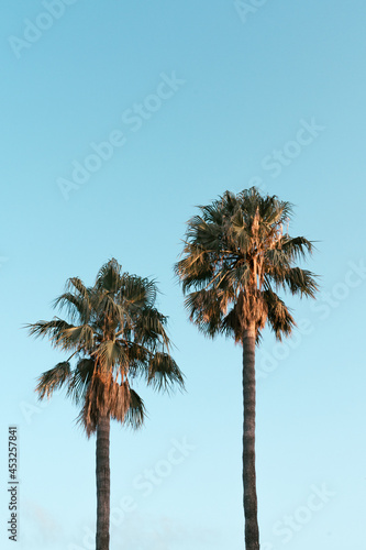 Palm trees during golden hour in front of blue summer sky