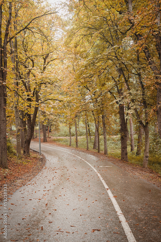 road in autumn forest