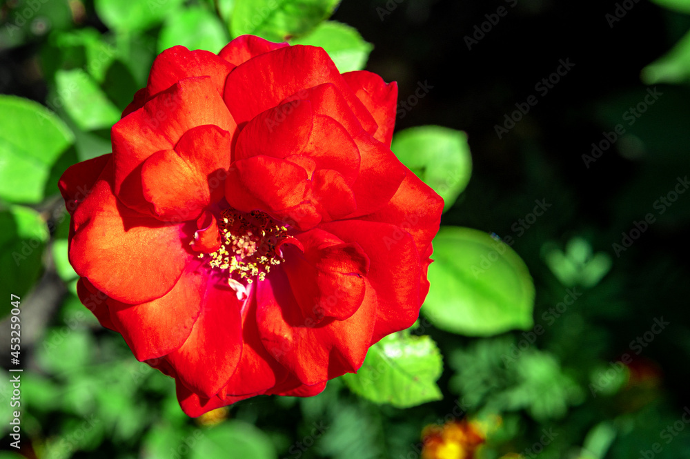 Close-up of red rose blooming in park
