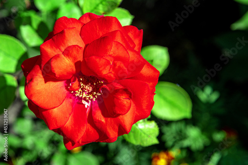 Close-up of red rose blooming in park