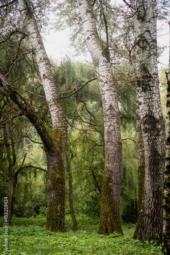 Fototapeta Naklejka Na Ścianę i Meble -  Green moss on an old tree