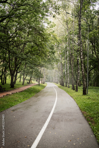 Fototapeta Naklejka Na Ścianę i Meble -  Road in green misty forest