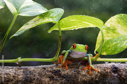 Red eyes tree frog take shelter under the green leaves, red eyes tree frog (Agalychnis callidryas) closeup photo