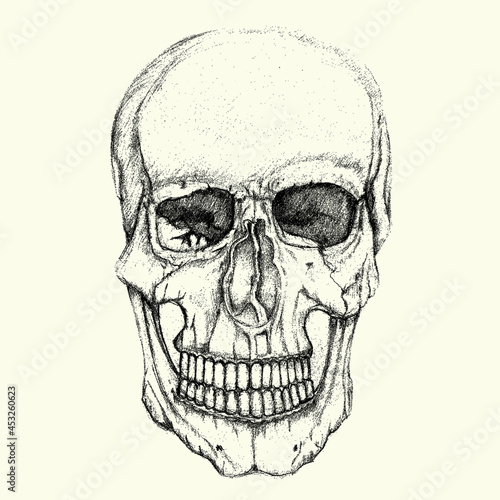 illustration of skull and sketch