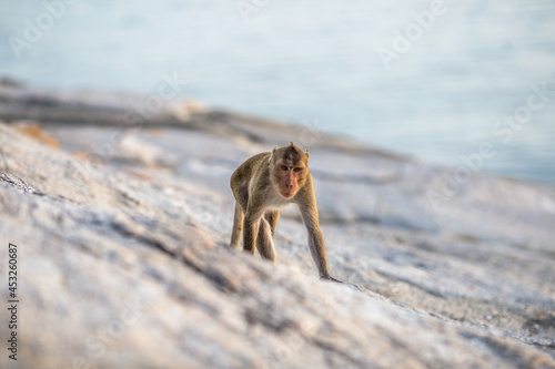 Close-up background view of wild animals  monkeys   high mountain dwellings  live in fast moving groups  some species are preserved in the zoo for people to visit.
