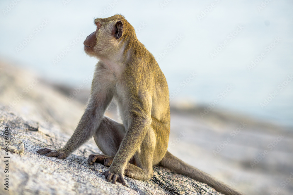 Obraz premium Close-up background view of wild animals (monkeys), high mountain dwellings, live in fast moving groups, some species are preserved in the zoo for people to visit.