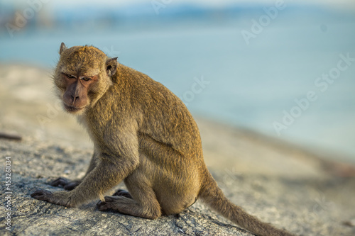 Close-up background view of wild animals  monkeys   high mountain dwellings  live in fast moving groups  some species are preserved in the zoo for people to visit.