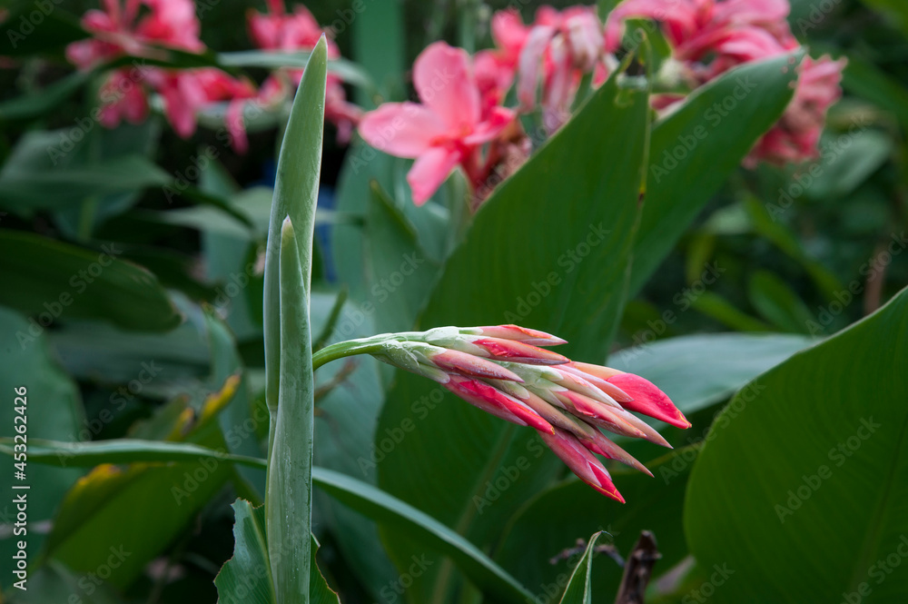 The red cannaceae are blooming beautifully against a backdrop of green leaves. The red cannaceae are blooming beautifully against a backdrop of green leaves.
