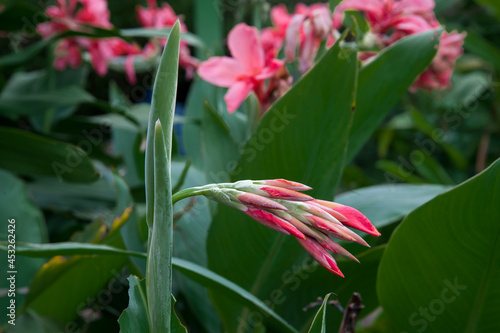 The red cannaceae are blooming beautifully against a backdrop of green leaves.