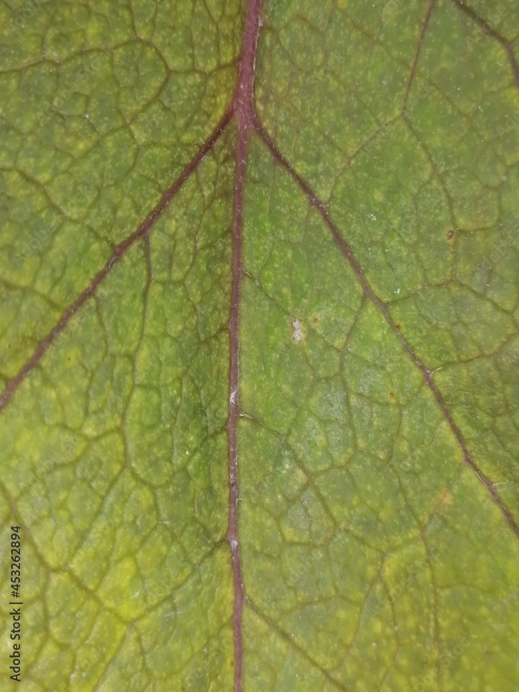 texture texture