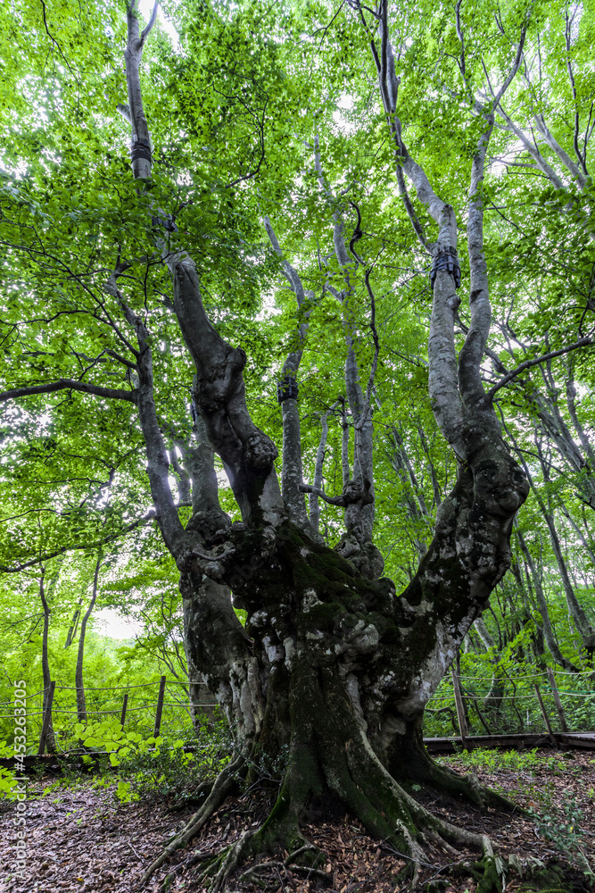 Obraz premium 中島台レクリエーションの森