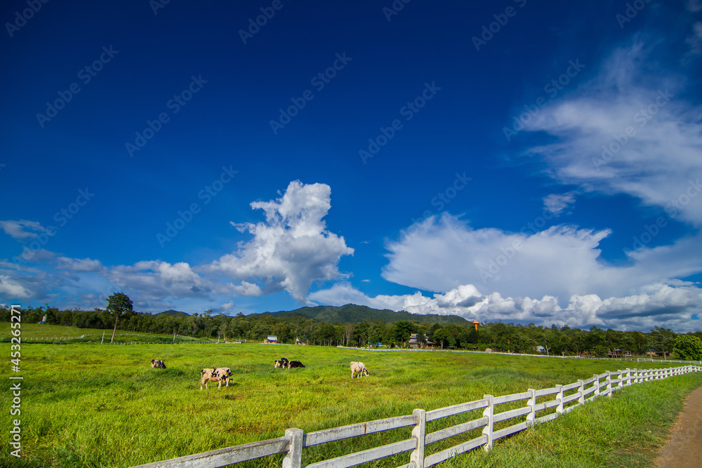 Countryside landscape, farm field and grass with grazing cows on
pasture in rural scenery with country road, panoramic view Countryside landscape, farm field and grass with grazing cows on
pasture in rural scenery with country road, panoramic view