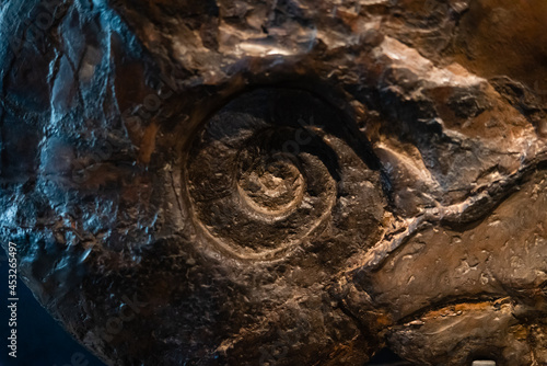 Ancient Ammonites fossil in rock