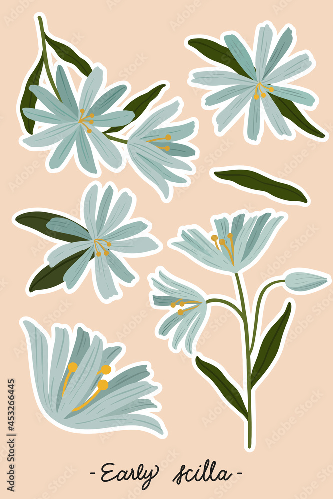 Blooming early scilla flower set Blooming early scilla flower set