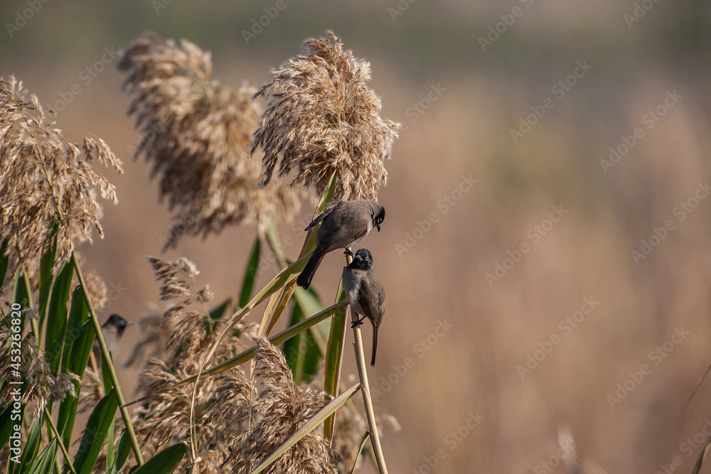 Obraz premium White-spectacled Bulbul, (Pycnonotus xanthopygos) perched on thatch cane.