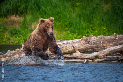 Canvastavla Kamchatka, a bear is chasing a sockeye fish in the lake, splashes in all directions