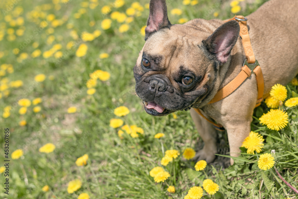 French Bulldog Standing in Flowers