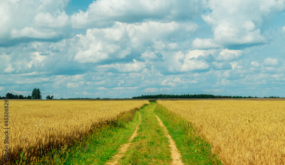 Golden wheat field in august. Selective focus Golden wheat field in august. Selective focus