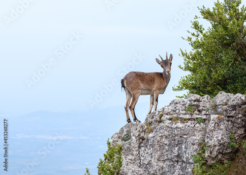 Female Spanish Ibex (capra pyrenaica) in nature, natural park els ports