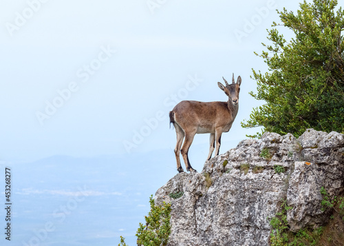 Female Spanish Ibex  capra pyrenaica  in nature  natural park els ports