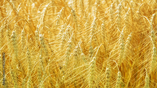 Golden wheat field in august. Selective focus