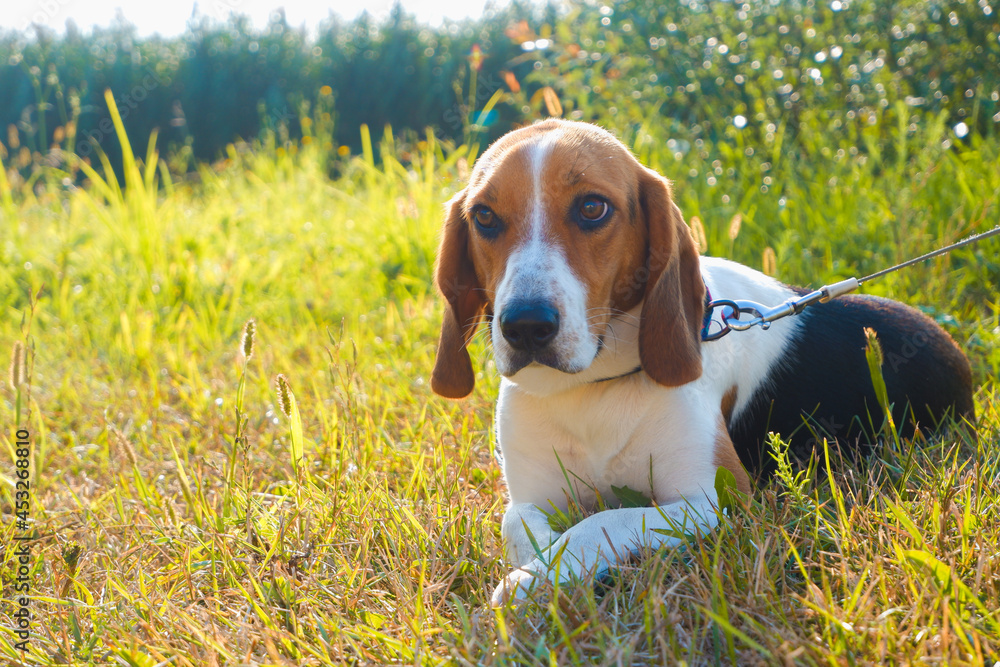 Pets. Beagle Dog Estonian hound dog. Adorable puppy for a walk on the green lawn in the rays of the sunset.