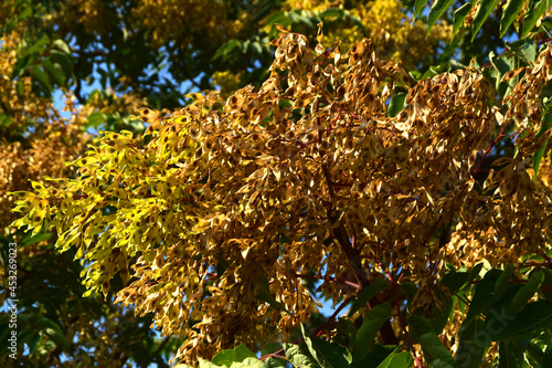 Zrenjanin Serbia Tree of Heaven photo