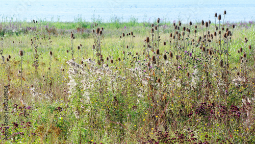Wild flowers in La Bassée national nature reserve .