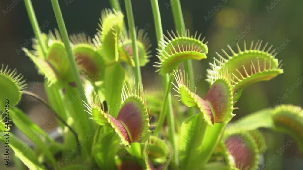 CLOSE UP, DOF: Tropical venus flytrap tries to catch its prey by ...