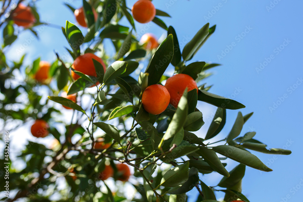 Fresh and ripe mandarins on a mandarin tree in spring, in Adelaide, South Australia