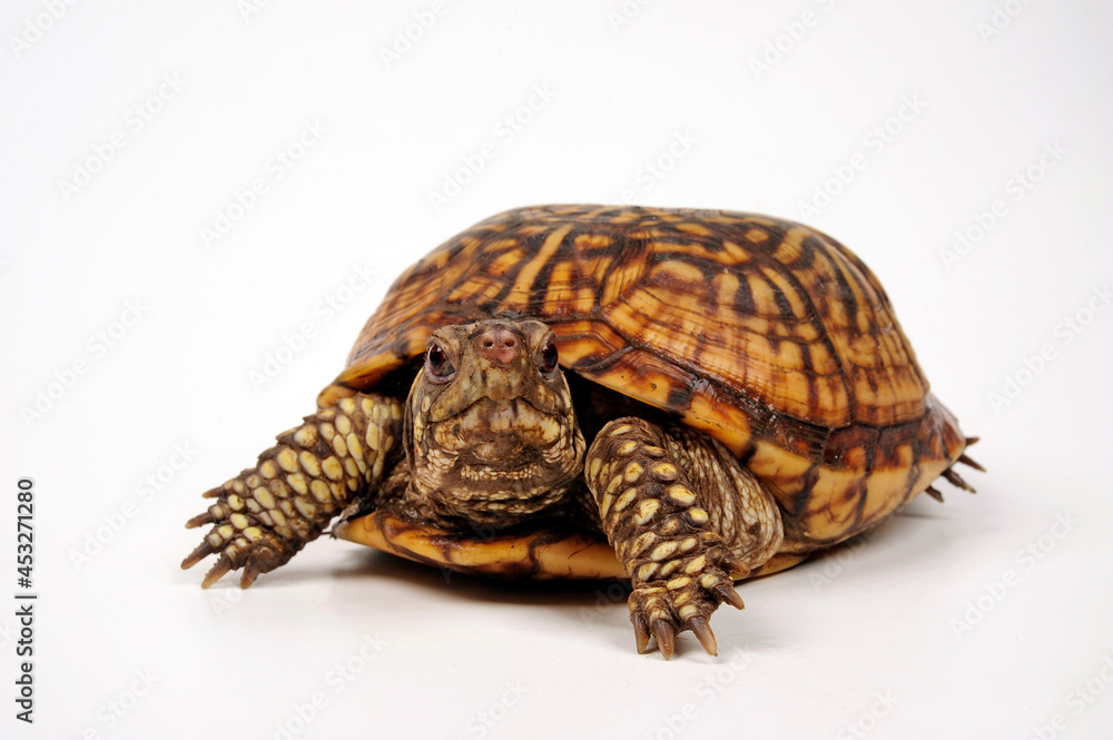 Naklejka premium Carolina-Dosenschildkröte // Common box turtle (Terrapene carolina carolina)